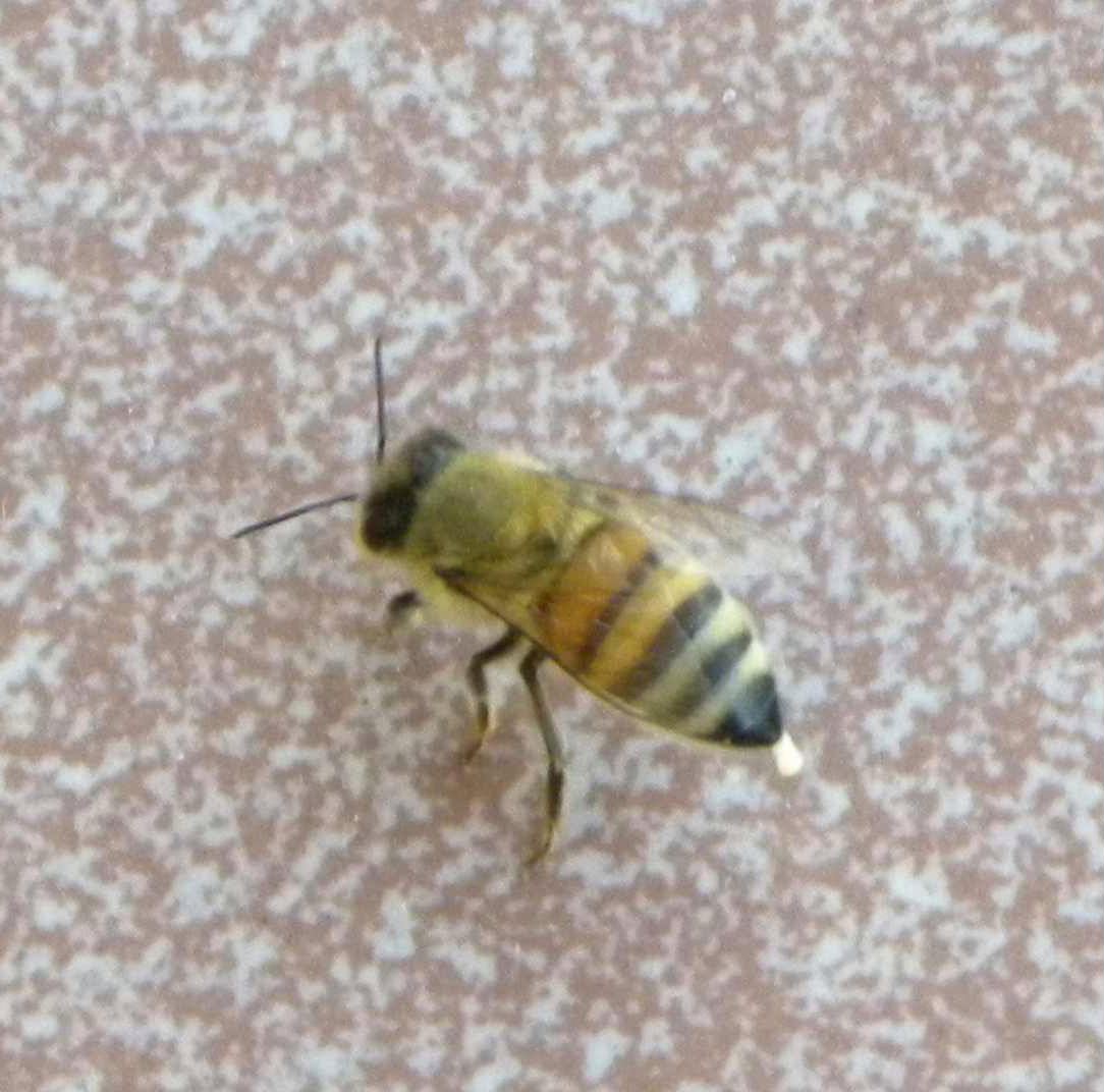 Apis mellifera in libera uscita